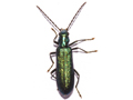 Ischnomera cyanea